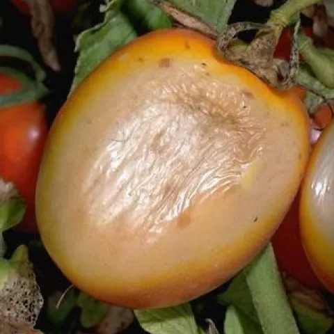 Tomato fruit showing browning and decay.