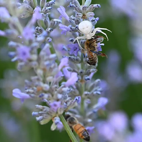 The resident crab spider nails a honey bee, as another bee continues to forage in the lavender. (Photo by Kathy Keatley Garvey)