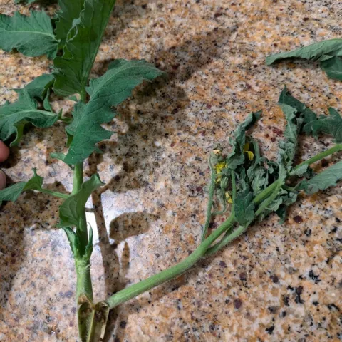 PXL 20240629 211718917