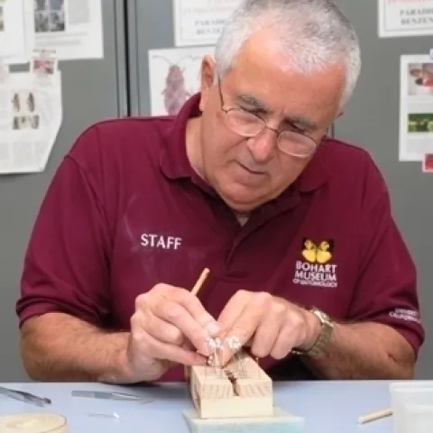 Lepidopterist Jeff Smith spreading the wings of a butterfly. (Photo by Kathy Keatley Garvey)