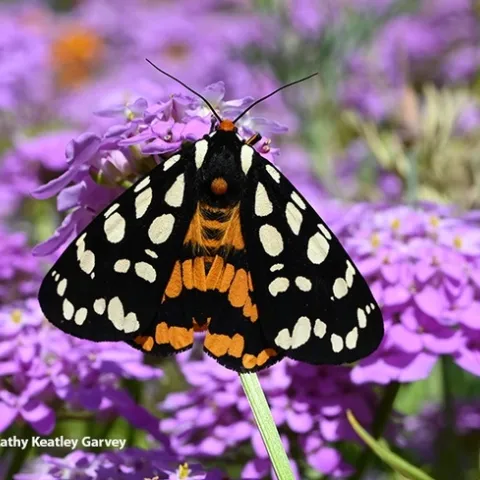 This colorful moth is Arctia virginalis, Ranchman's tiger moth, a diurnal or day-flying moth commonly known as the Ranchman's tiger moth. In its larval stage, it's a wooly bear caterpillar, commonly found at the Bodega Marine Reserve and on the trails of Bodega Head, Sonoma County. (Photo by Kathy Keatley Garvey)