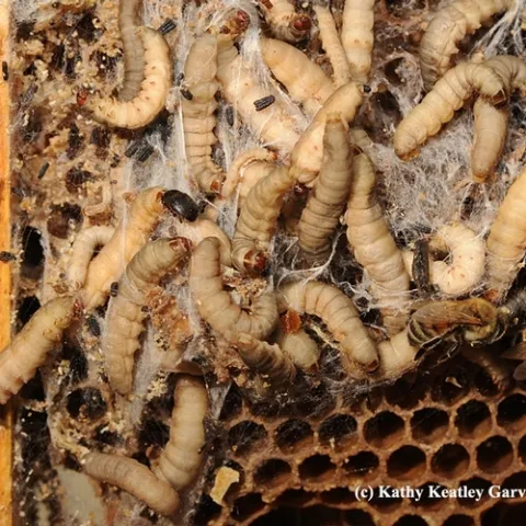 Close-up of the larvae of the greater wax moth (Galleria mellonella), pests of honey bee colonies. Also shown is another bee colony pest, a hive beetle. (Photo by Kathy Keatley Garvey)