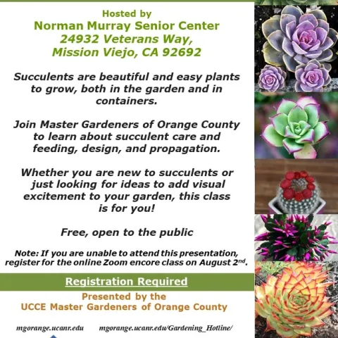 From Basics to Beauty: Succulent Gardening Tips Await!