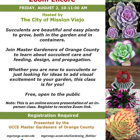 Transform Your Garden with Succulents: Zoom Class with Experts!