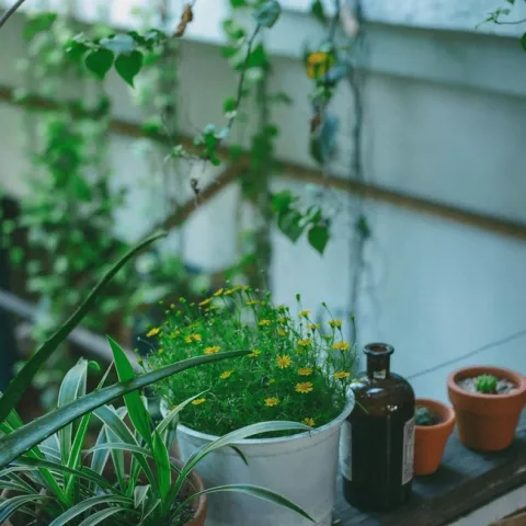 Stay cool by tending plants inside the house this week. (Photo: Pexels)