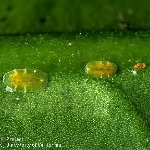 Citricola scale Instar
