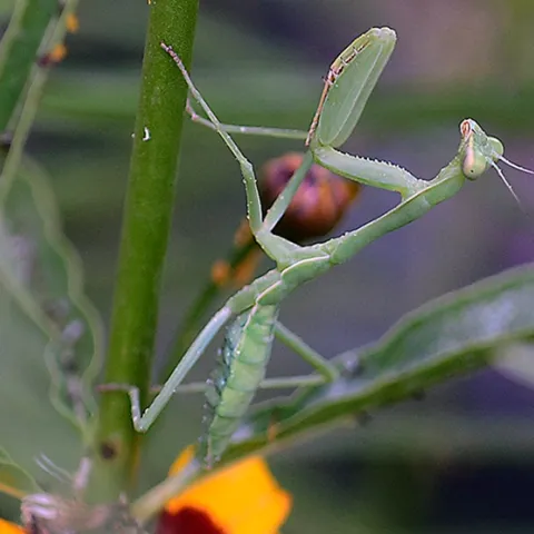 A female praying mantis, Stagmomantis limbata, moves up a narrow-leafed milkweed in a search for prey. (Photo by Kathy Keatley Garvey)