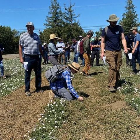 Dozens of people look at morningglory test plot.