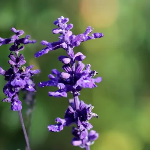 flour-sage-7611960 1280 Pixabay