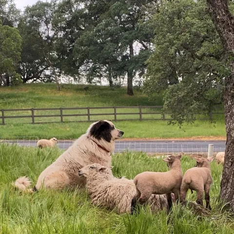 A livestock guardian dog watching over a ewe and her lambs.