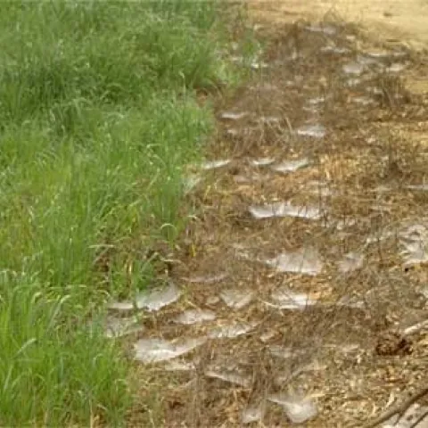 Cobwebs on top of a patch of brown grass.