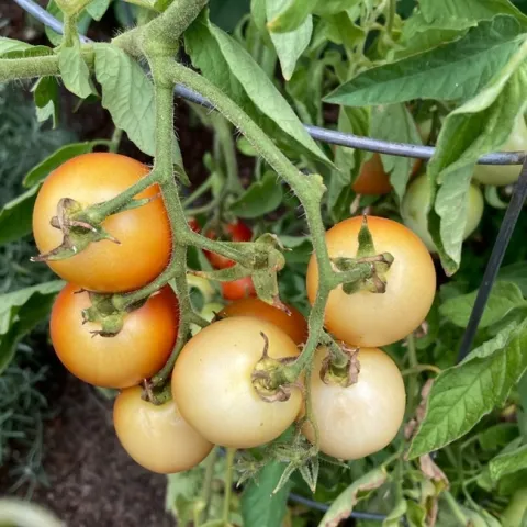 photos by Carolle Juliano