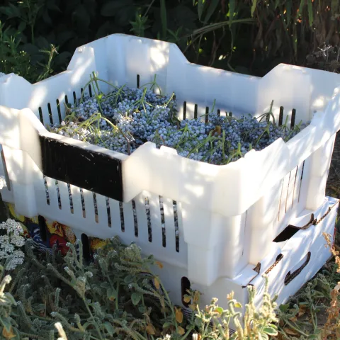 Figure 9. To avoid cross contamination of elderberries or elderflowers, use a separate container as a barrier between the ground and totes. UC SAREP.