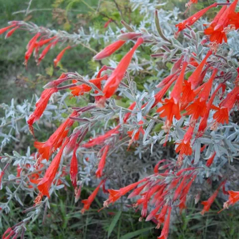 Photo: Creative Commons Ghislain 118