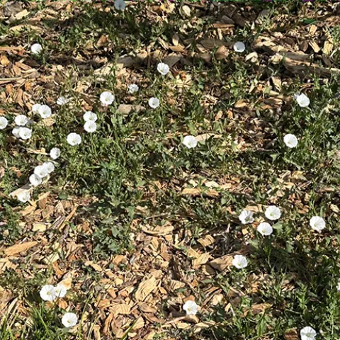 Field bindweed is a perennial garden weed also known as wild morning glory