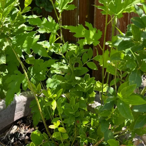 TopHat and visitor. photo by Karen Metz