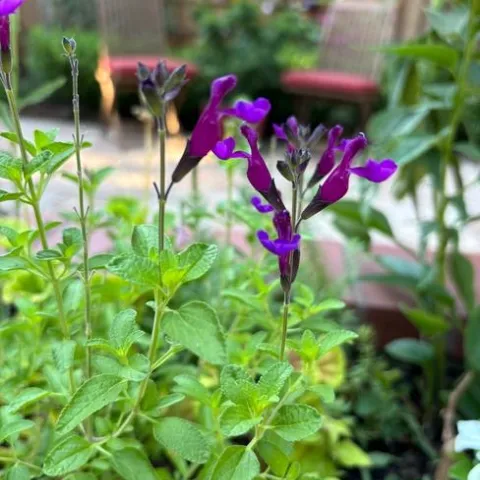 Sage (Salvia x jamensis 'Ignition Purple')