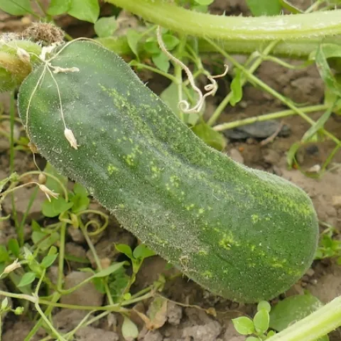 Irrigate ripening cucumbers carefully to avoid over and under watering. (Photo: PxHere)
