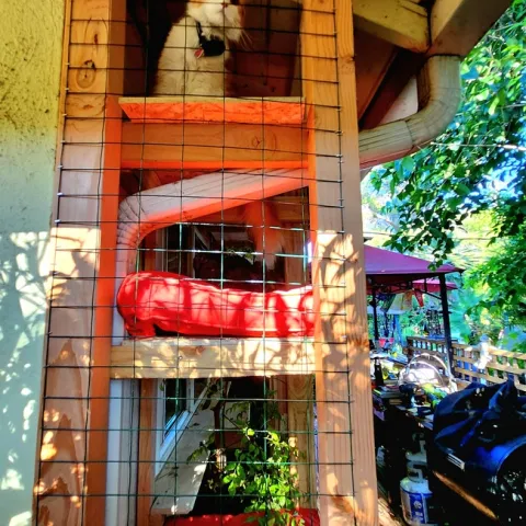 Space for catio - A. Alvarado