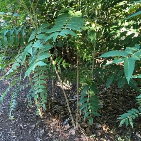 A collection of thin light brown and light green trunks with branches full of long deep green leaves