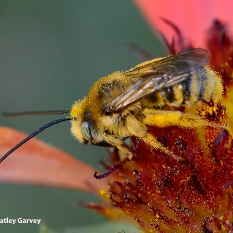 Svastra obliqua, "the sunflower bee," foraging on a blanketflower, Gaillardia. (Photo by Kathy Keatley Garvey)