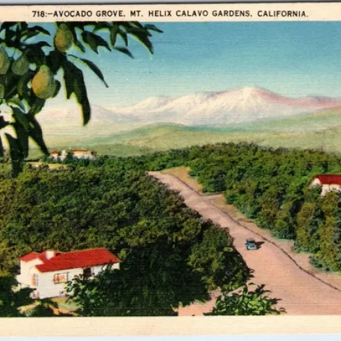avocado farm 1925