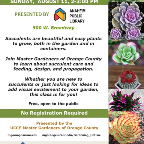 Ready to Elevate Your Garden? Learn Succulent Care & Design