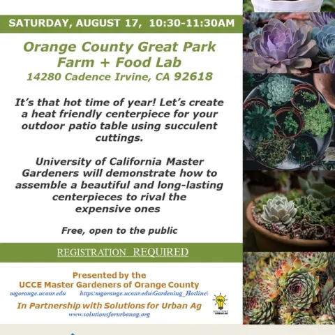 Craft Gorgeous Succulent Centerpieces for Your Patio – Register Now