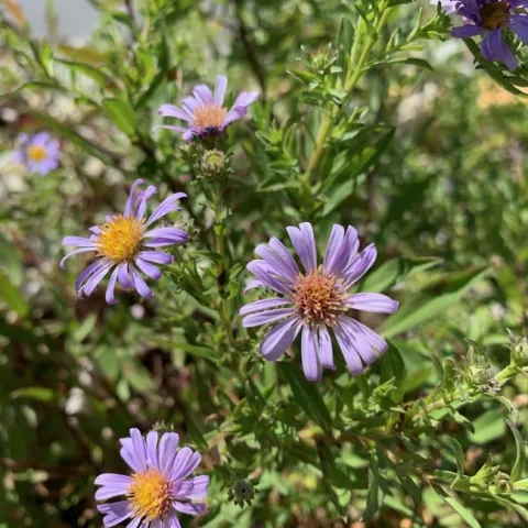 CA aster is a pollinator magnet. photo by Jennifer Baumbach