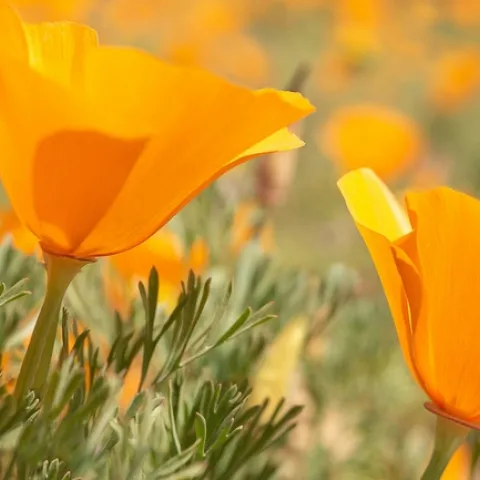 California poppies, orange and bright
