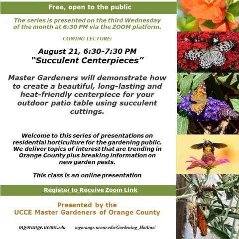 Master Succulent Centerpieces in Our Next Zoom Workshop