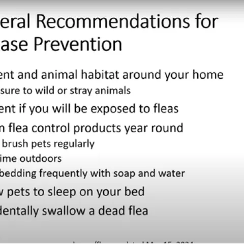 CDC General Recommendations for Flea Disease Prevention: reduce rodent and animal habitat around your home; limit exposure to wild or stray animals; wear repellent if you will be exposed to fleas; keep pets on flea control products year round; bathe and brush pets regularly; limit pet time outdoors; clean pet bedding frequently with soap and water; do not allow pets to sleep on your bed; do not accidentally swallow a dead flea.