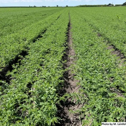 Fig. 1. Garbanzos at flowering.