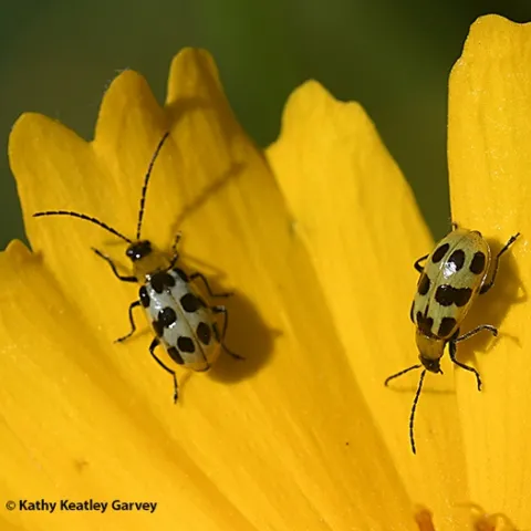 Two Western spotted cucumber beetles, Diabrotica undecimpunctata, on a Coreposis. (Photo by Kathy Keatley Garvey)