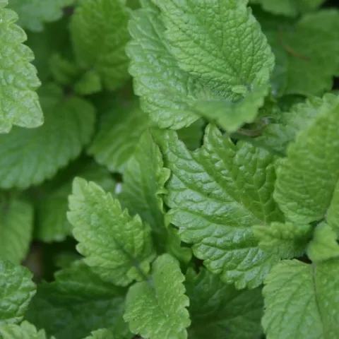 lemon-balm-787626 1280 Pixabay