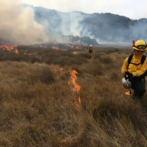 Dressed in yellow protective helmets and jackets, prescribed burn personnel use drip torches to ignite dry grass in a pasture.