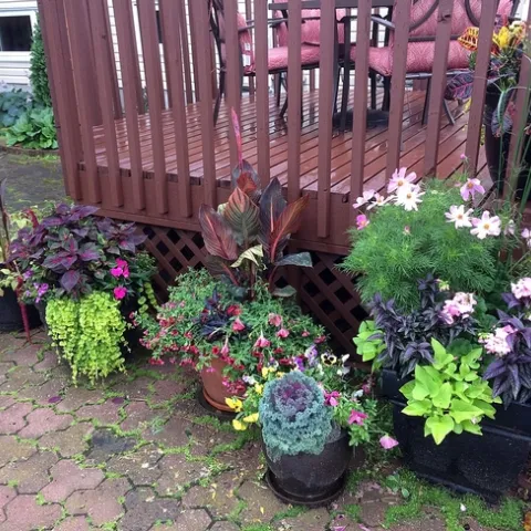 Container gardens require careful attention to irrigation in the Fresno County climate. Don't neglect them even as the weather cools.(Photo: Wikimedia Commons)