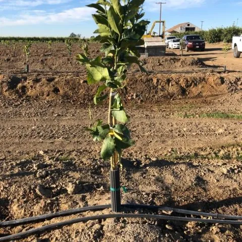 irrigation double line citrus