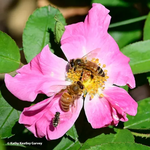 A pink floribunda rose cultivar, "Nearly Wild," draws honey bees and native bees in the UC Davis Bee Haven. (Photo by Kathy Keatley Garvey)