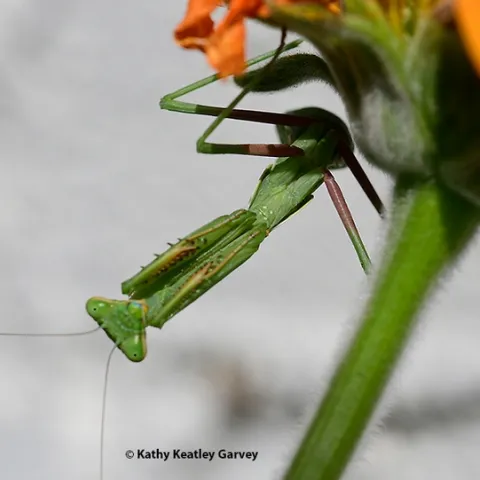 A praying mantis, Stagmomantis limbata, stretches beneath a Mexican sunflower, Tithonia rotundifola, in a Vacaville garden. (Photo by Kathy Keatley Garvey)