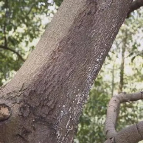 Black Streak can occur on trunks oro branches as small, scattered cankers. The name cones from the balckening that occurs around the infected area.