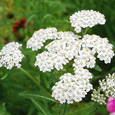 Achillea-millifolium-MG-Carol-Peck