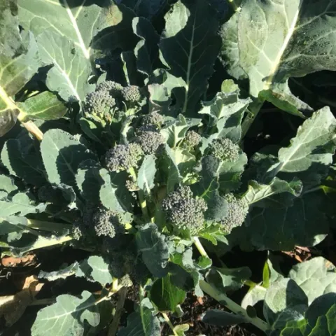 Plant something else - broccoli. Photo courtesy of Greg Letts.