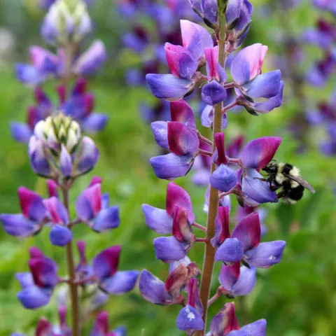 Arroyo or Succulent Lupine (Lupinus succulentus). Photo courtesy of Annie’s Annuals & Perennials.