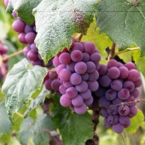 Fall grapes.