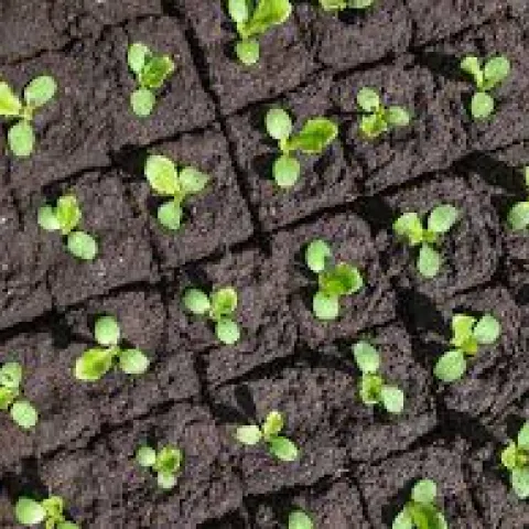 Transplanting Brassicas