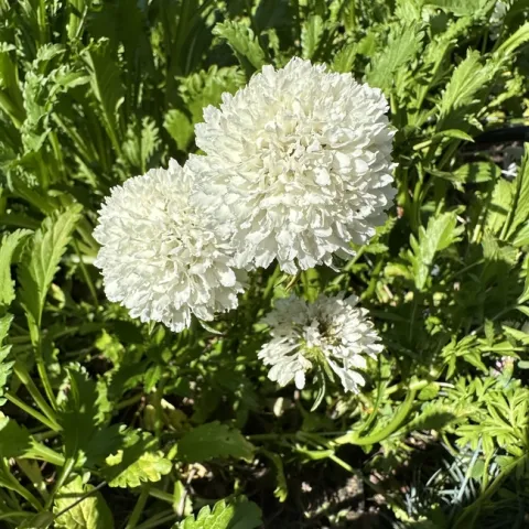 In the garden. photos by Erin Mahaney