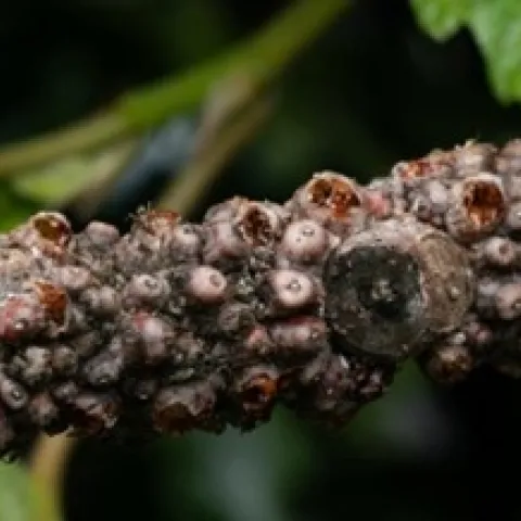 fig wax scale ant feeding