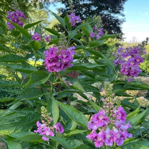 Chitalpa ‘El Niño’ (Photo: Susan Rosenthal)