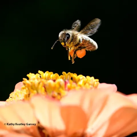 A honey bee packing a huge load of orange pollen from zinnias as it heads for another blossom in a Vacaville garden. (Photo by Kathy Keatley Garvey)